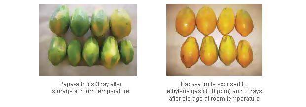 papaya ripening